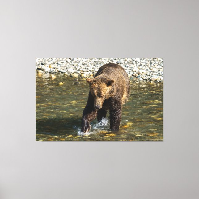 Wild Grizzly Trying To Catch Salmon At The Toba In Canvas Print (Front)