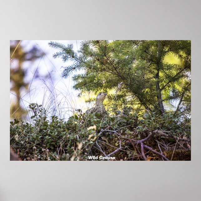 Wild Grouse Poster (Front)