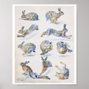 Wild Hare (Rabbit) Studies, Bruno Liljefors Poster