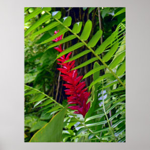 Wild Hawaiian Ginger & Ferns Poster