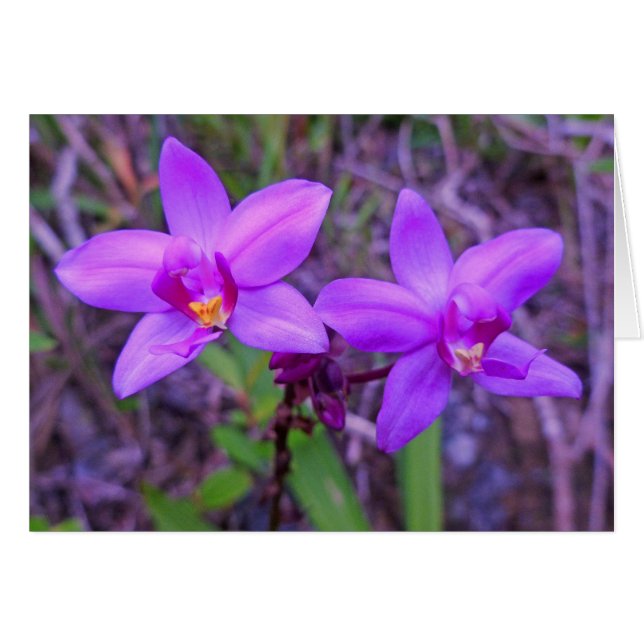 Wild Hawaiian Orchids (Front Horizontal)