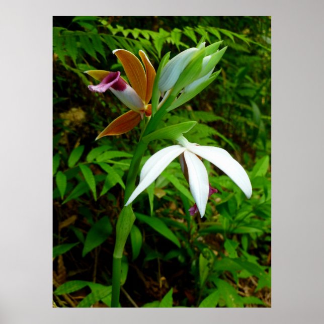 Wild Hawaiian Orchids Poster (Front)