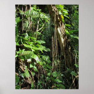 Wild Hawaiian Philodendrons Poster