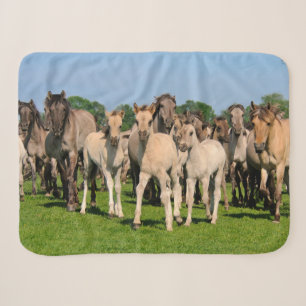 Wild Herd Grullo Coloured Dulmen Horses Foals Phot Sherpa Blanket