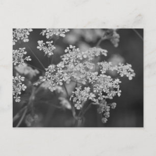 "Wild Hog Weed" Postcard