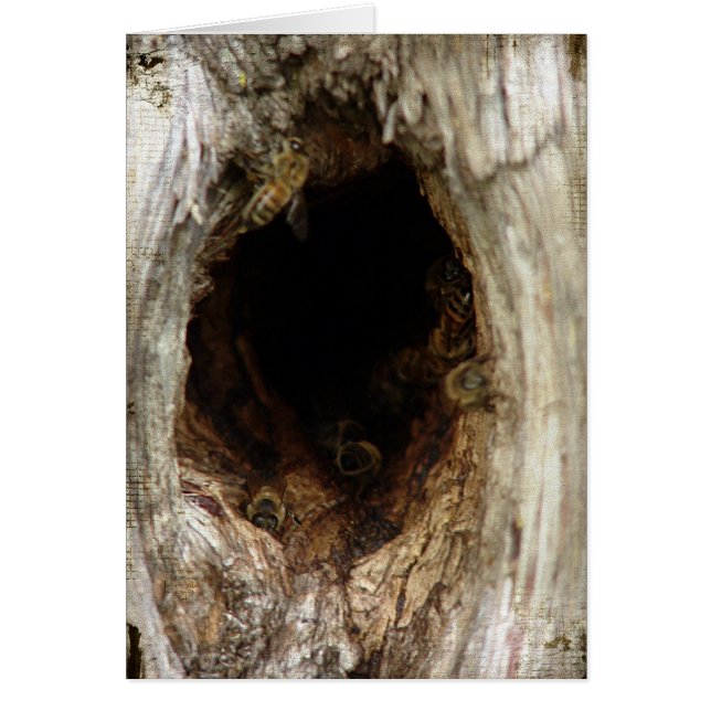 Wild Honey Bees in a Hollow Tree (Front)