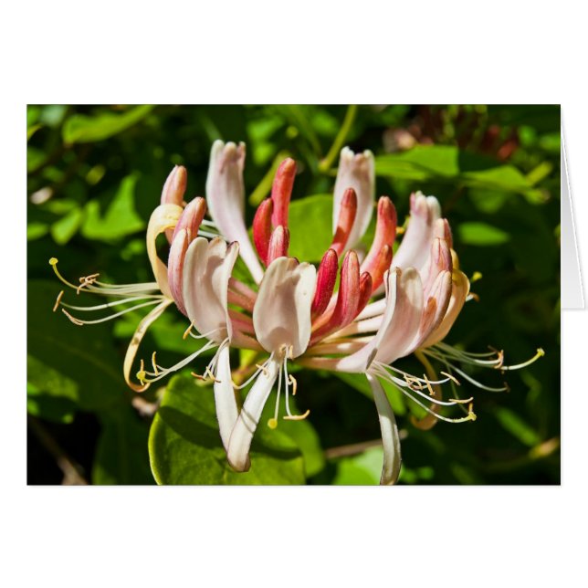Wild Honeysuckle (Front Horizontal)