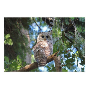 Wild Hoot Owl Staring in the Forest Photo Print
