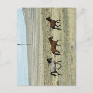 Wild Hore Studs Postcard