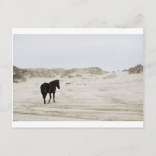 wild horse at Corolla Beach Postcard