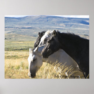 Wild Horse Black and White band print poster