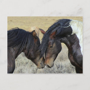 Wild horse couple postcard
