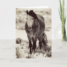 WILD HORSE DE L'UTAH Carte de voeux pliée
