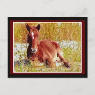 Wild Horse Foal Postcard