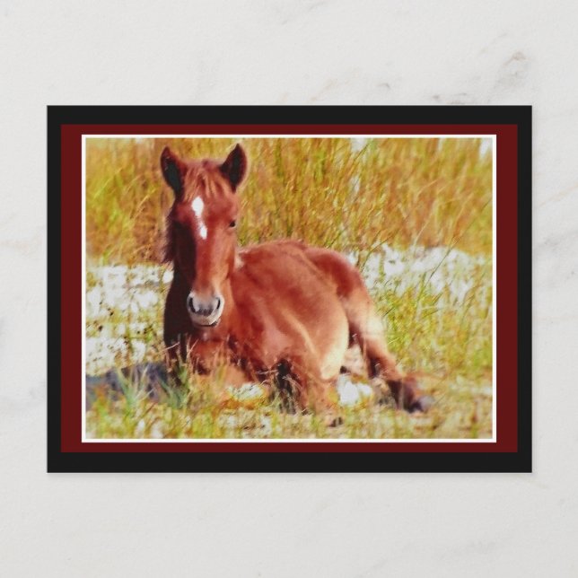 Wild Horse Foal Postcard (Front)