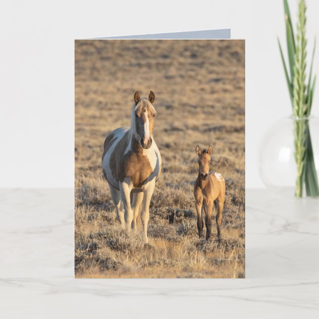 Wild Horse Greeting Card - Grace and Donata  (Front)