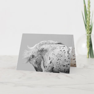Wild Horse Greeting Card Looking Glass Shakes
