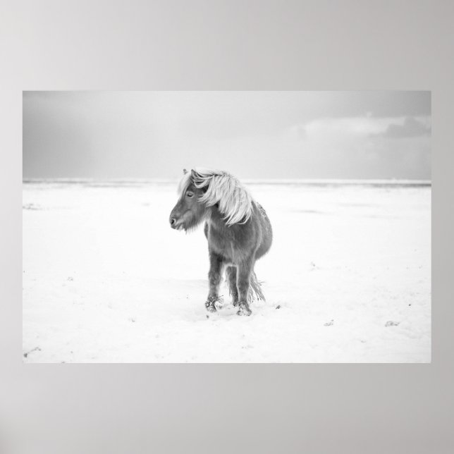 Wild Horse, Iceland Poster (Front)