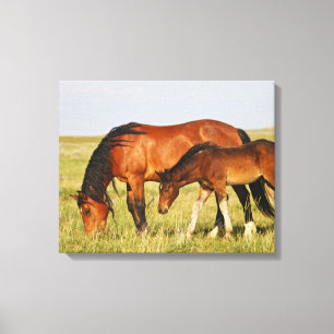 Wild Horse Mother and Colt Grazing Canvas Print