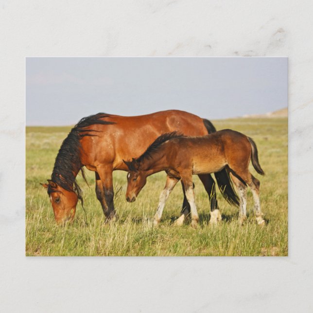 Wild Horse Mother and Colt Grazing Postcard (Front)