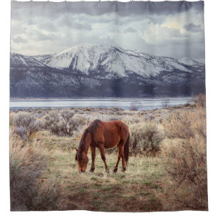 Wild horse: Nevada winter landscape.
