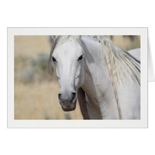 WILD HORSE OF THE ONAQUI MOUNTAINS, UTAH