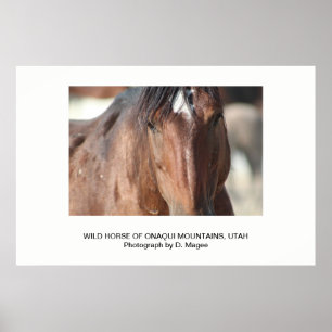 WILD HORSE OF THE ONAQUI MOUNTAINS, UTAH POSTER