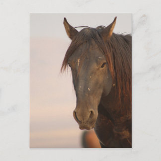 WILD HORSE OF UTAH IN WESTERN DESERT POSTCARD