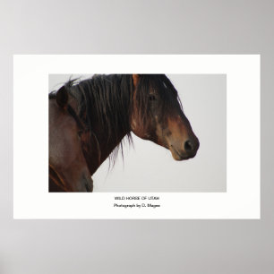 WILD HORSE OF UTAH PHOTOGRAPH POSTER