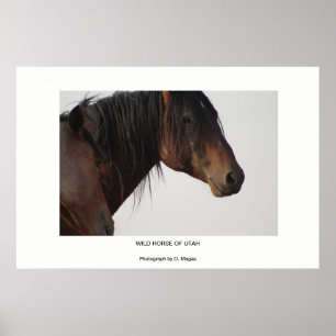 WILD HORSE OF UTAH PHOTOGRAPHS POSTER