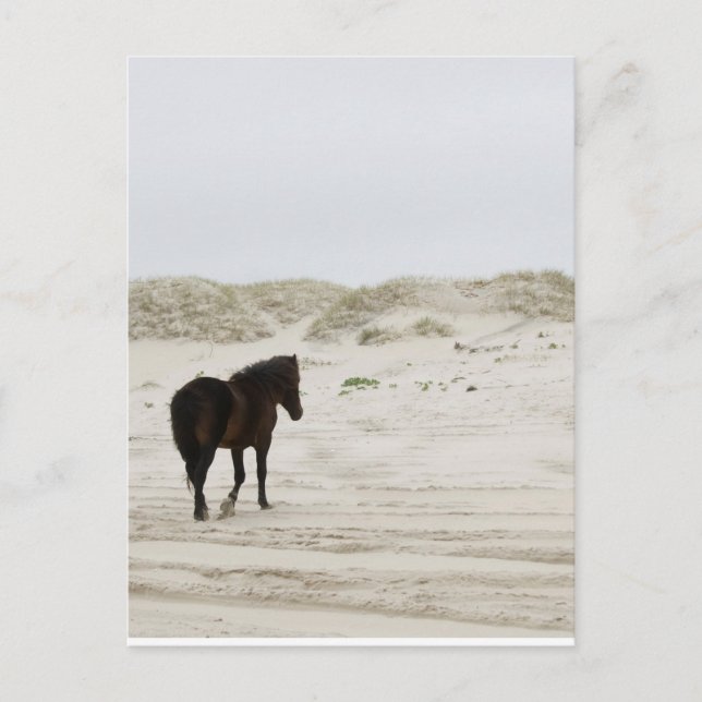 Wild Horse on Corolla Beach Postcard (Front)