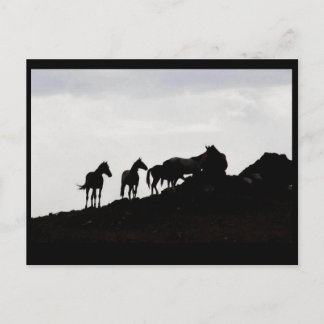 Wild Horse Postcard