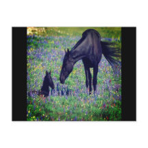 Wild Horse Postcard