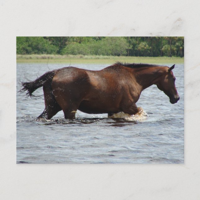 Wild Horse Postcard (Front)