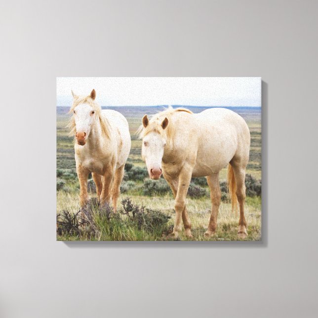 Wild Horse Roaming on the Priaire of Cody Canvas Print (Front)