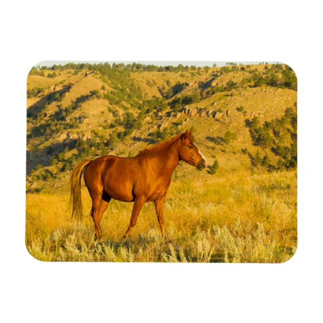 Wild Horse Sanctuary. Magnet (Horizontal)