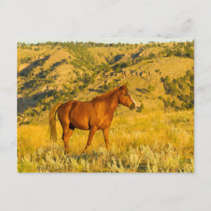 Wild Horse Sanctuary. Postcard