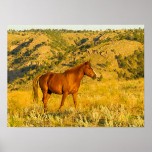 Wild Horse Sanctuary. Poster