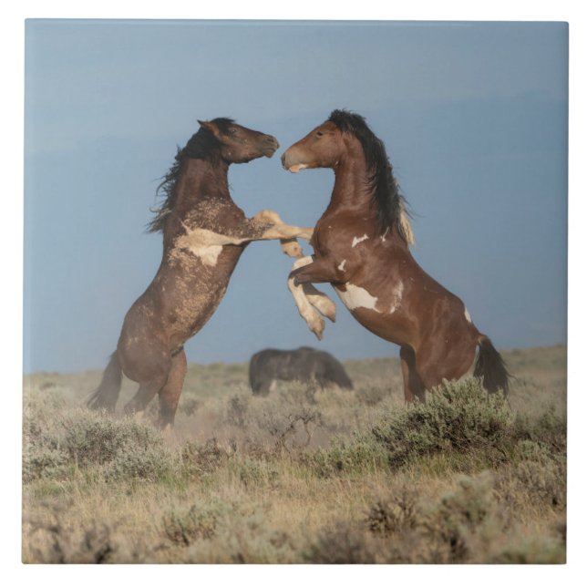 Wild Horse Stallions Fighting Tile (Front)