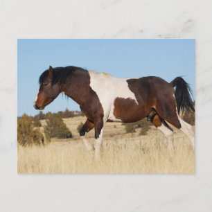 Wild Horse, Steens Mountains Postcard