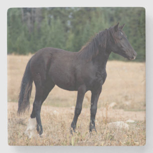 Wild Horse  Stone Coaster