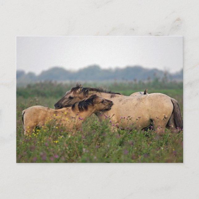wild horse with foal postcard (Front)