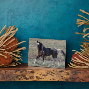 Wild Horses After a Dust Bath Plaque