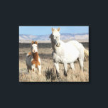 Wild Horses at Home in the Sandwash Basin Canvas Print<br><div class="desc">Wild Horses,  mare and foal at home in the Sandwash Basin</div>