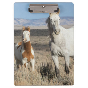 Wild Horses at Home in the Sandwash Basin Clipboard