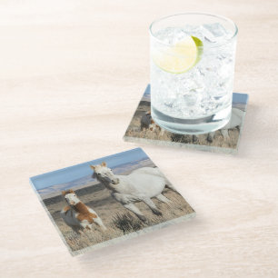 Wild Horses at Home in the Sandwash Basin Glass Coaster
