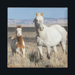 Wild Horses at Home in the Sandwash Basin Magnet<br><div class="desc">Wild Horses, mare and foal at home in the Sandwash Basin</div>