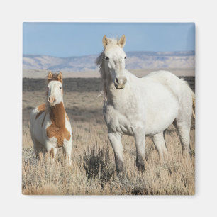 Wild Horses at Home in the Sandwash Basin Magnet