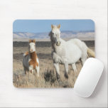Wild Horses at Home in the Sandwash Basin Mouse Pad<br><div class="desc">Wild Horses,  mare and foal at home in the Sandwash Basin</div>