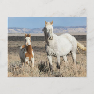 Wild Horses at Home in the Sandwash Basin Postcard